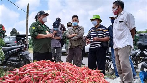 Kementan Ri Mengklaim Harga Cabai Akan Segera Pulih Times Indonesia