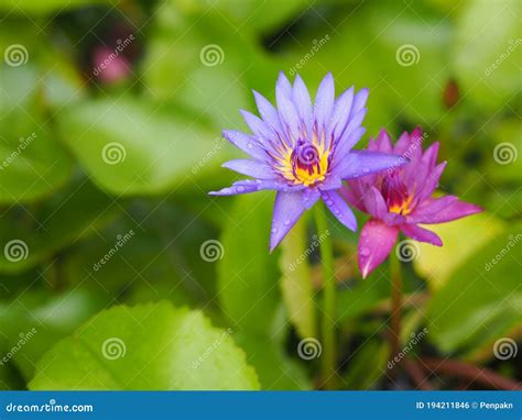 Lily Plantae Sacred Lotus Soia Dell India Nelumbo Nelumbonaceae Nome