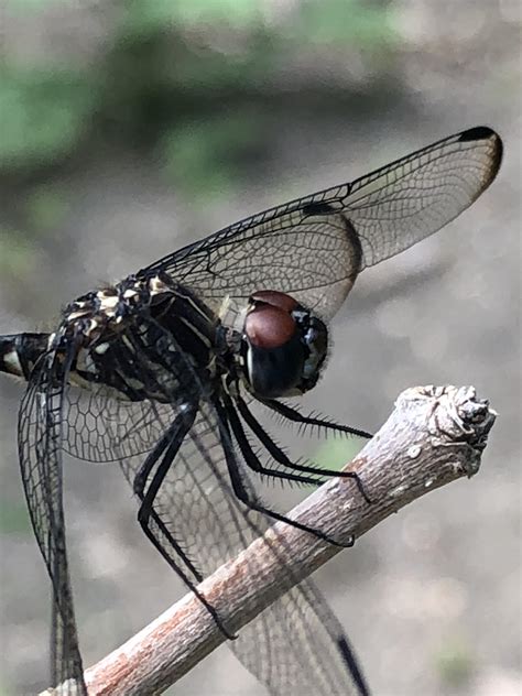 Dragonfly at a park near me. : r/dragonfly