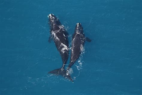 Facts You Didnt Know About North Atlantic Right Whales Ocean