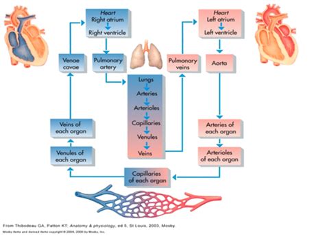 Patho 10 Vascular Pathology Flashcards Quizlet