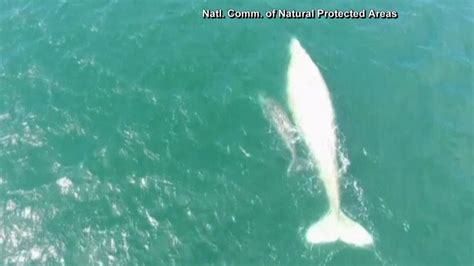 Rare Albino Whale Spotted in Mexico - NBC News