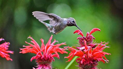 How To Make Your Yard Bird Friendly Bird Native Garden Wildlife Gardening