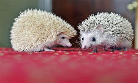 Are African Pygmy Hedgehogs Good Pets Pets Retro