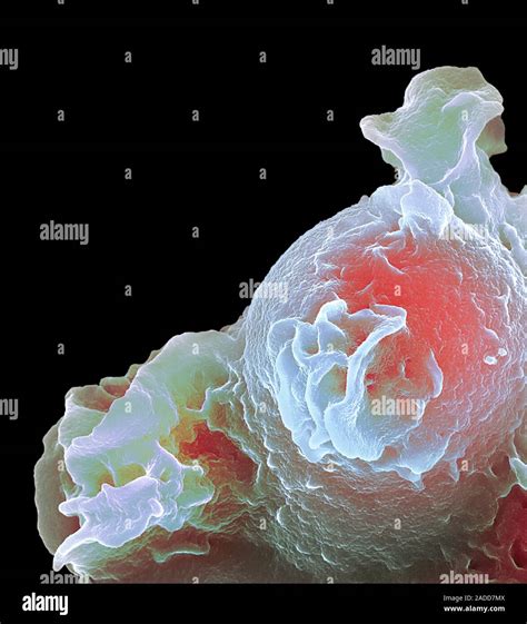 Coloured Scanning Electron Micrograph Sem Of A Neutrophil White Blood