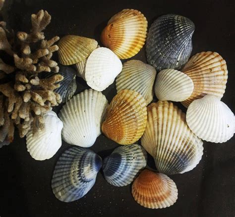 10 Cardita Seashells Ark Seashells Australian Seashells Seashell Craft