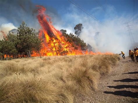 Difunde Sedema Protocolo De Atenci N De Incendios Forestales De La