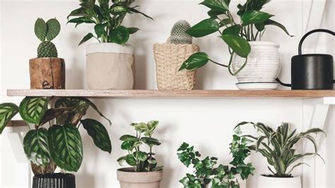 Plantas De Interior Ideales Para Espacios Con Poca Luz