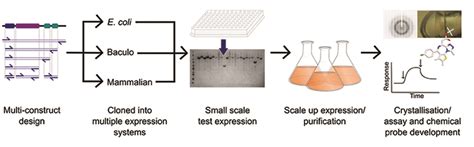 Analysing Recombinant Proteins By Mass Spectrometry