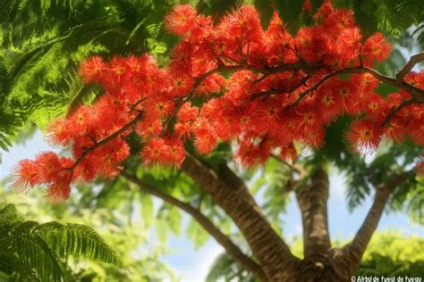 Árbol de fuego características y cuidados esenciales para su crecimiento