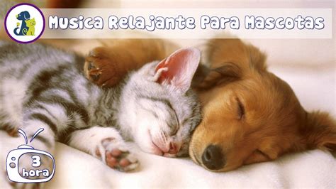 MÚSICA SUAVE Y CALMANTE Para Dormir Gatos y Perros Inquietos Música