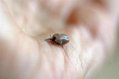 What To Do When You Find A Tick Sterifab Bed Bug Blog