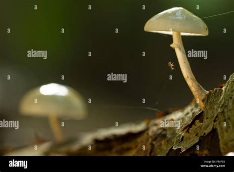 Porseleinzwam Porcelain Fungus Oudemansiella Mucida Stock Photo Alamy