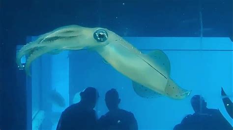 Cuttlefish Eating A Fish Osaka Aquarium Youtube