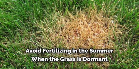 How To Fix Over Fertilized Lawn Quick Steps