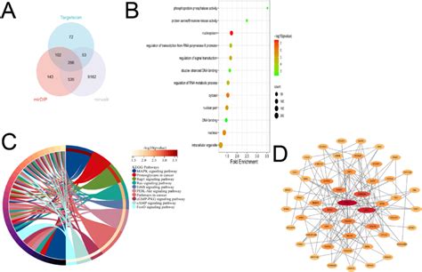 Bioinformatics Analysis Of Mir P A Venn Diagram B Go C Kegg