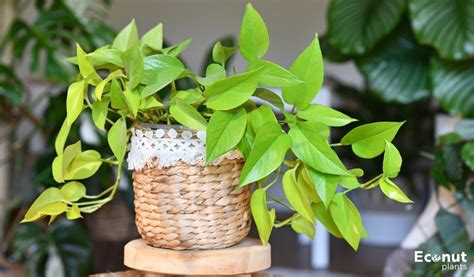 Neon Pothos A Comprehensive Guide To Indoor Plant And Growth