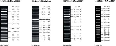linear scale dna ladders jena bioscience