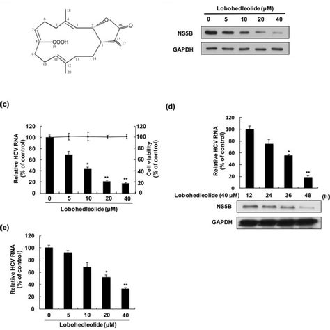 The Proposed Model Of Lobohedleolide Activity Against Hcv Replication