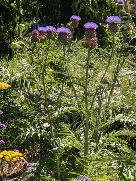 Cynara Cardunculus Secret Garden Growers