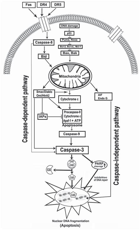 Role Of Mitochondria In Regulating The Intrinsic And Extrinsic