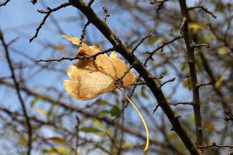 Hoja Amarilla Sucursales Follaje Foto Gratis En Pixabay Pixabay