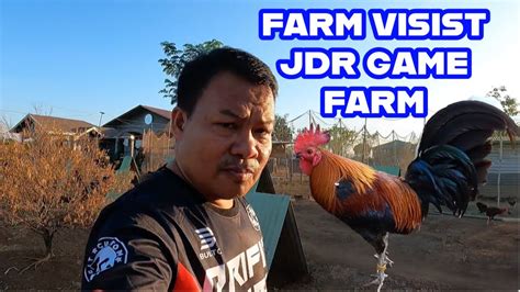 Jdr Farmvisit Ang Gaganda Ng Mga Manok Youtube