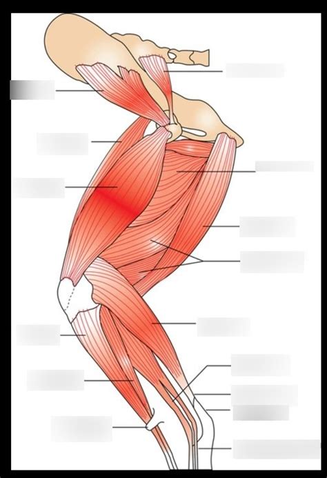 Deep Caudal Muscle Matching Lateral View Diagram Quizlet