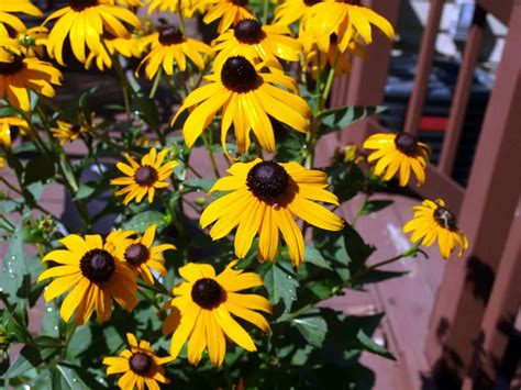 Growing Black Eyed Susans In Pots Easy Tips For Vibrant Blooms