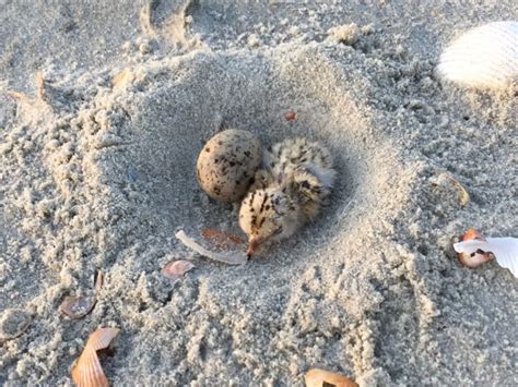 Shorebird and Seabird Nesting Report | The Lodge on Little St. Simons ...