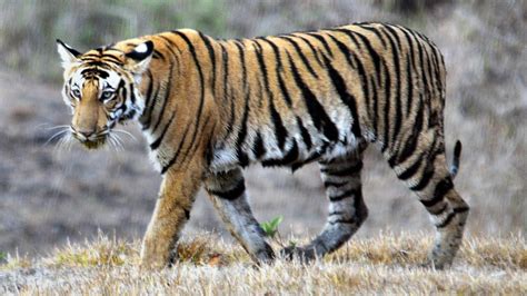 Indias Tiger Population Rises Madhya Pradesh Has Most Big Cats The