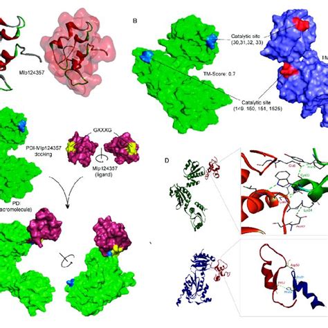 Protein Disulfide Isomerase 11 As A Potential Plant Interactor Of