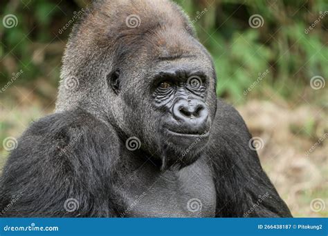 Portrait of a Silverback Gorilla Face Stock Image - Image of monkey ...