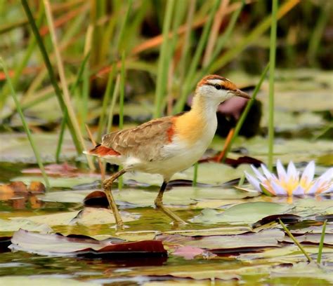 Birding Destinations In Rwanda Rwanda Birding Safari Rwanda Tours