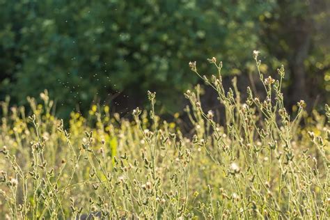 Les Meilleurs Rem Des Naturels Pour Liminer Les Mauvaises Herbes De