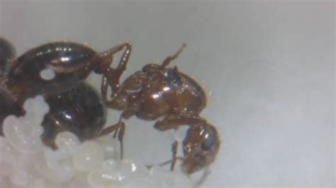 4 Fire Ant Queens Solenopsis Invicta Tending To Their Brood Youtube