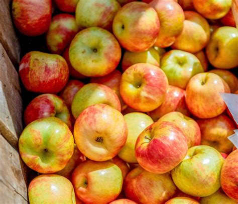 Everything You Need To Know About The Georgia Apple Festival