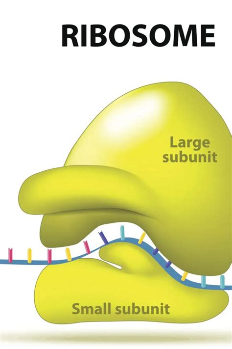 Ribosomer Och Proteinsyntes