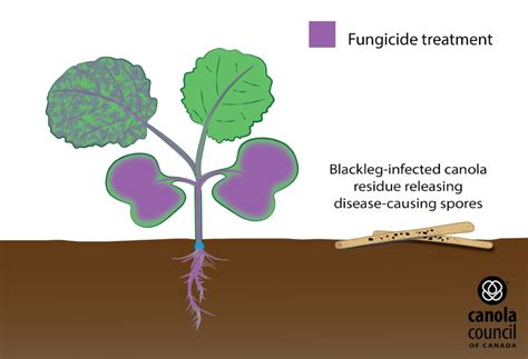 Seed Treatments | Canola Encyclopedia