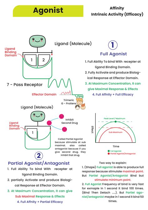 SOLUTION Part 2 Agonist Antagonist With Their Types Studypool