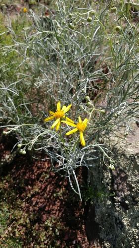 Variety Senecio Flaccidus Flaccidus Inaturalist