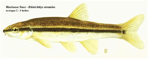 Blacknose Dace Rhinichthys Atratulus Marine Images Native North