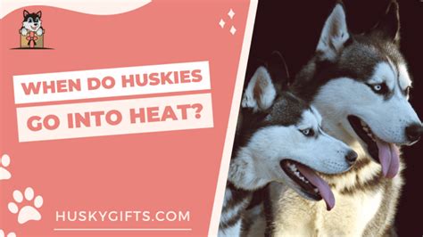 When Do Huskies Go Into Heat Husky Heat Cycle Explained