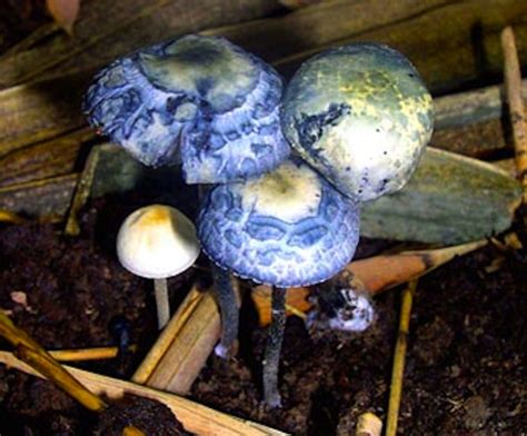 Shroomery - Panaeolus cyanescens