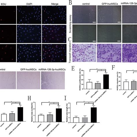 Overexpression Of MiRNA 126 3p In HucMSCs Regulates HUVECs