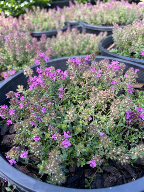 Thymus 'Purple Creeping Thyme' 8" Pot - Hello Hello Plants