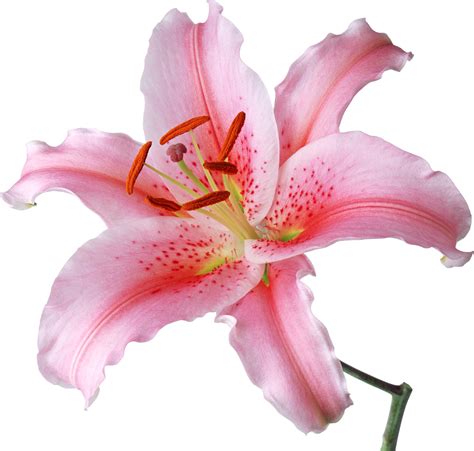 Lilium Png