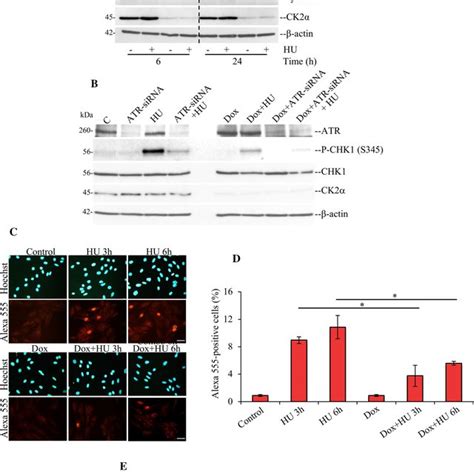 Differential Gene Expression Analysis By Rna Sequencing Reveals