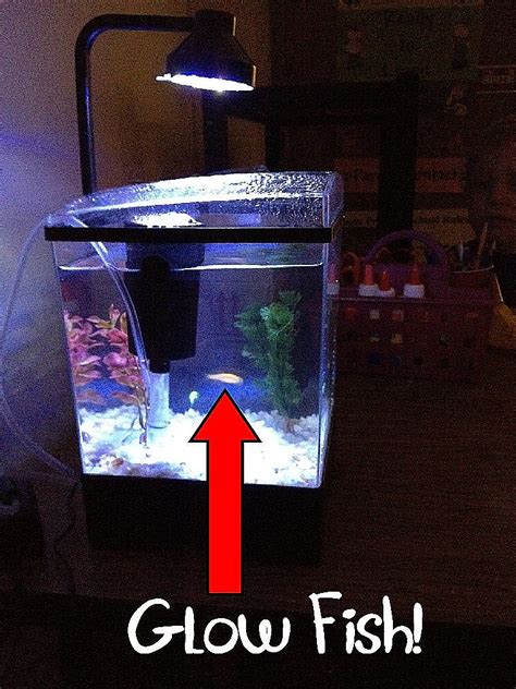 My Fish Tank!