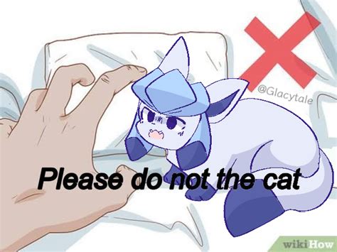 Please Do Not The Cat Glaceon Know Your Meme